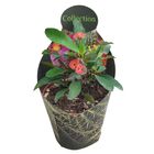 Euphorbia milii