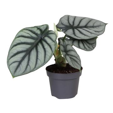 Alocasia 'Silver Dragon' Alocasia 'Silver Dragon'