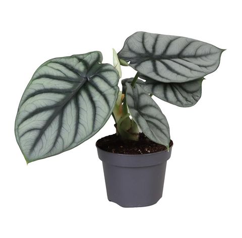 Alocasia 'Silver Dragon'