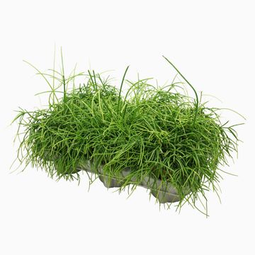 Rhipsalis baccifera 'Oasis'