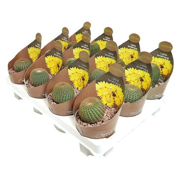 Lobivia famatinensis