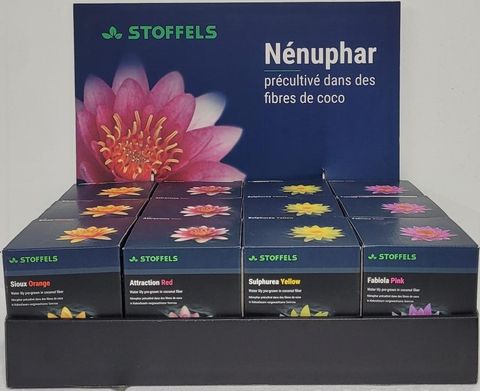 Nymphaea MIX