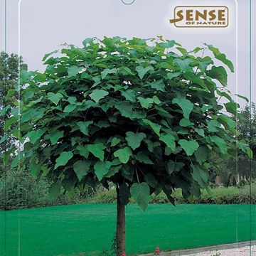 Catalpa bignonioides 'Nana'