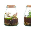 Arrangemang Terrarium