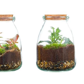 Arranjo Terrarium