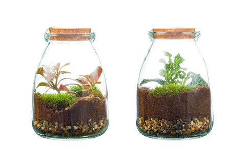 Arrangement Terrarium