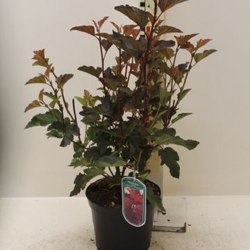 Physocarpus opulifolius DIABLE D'OR