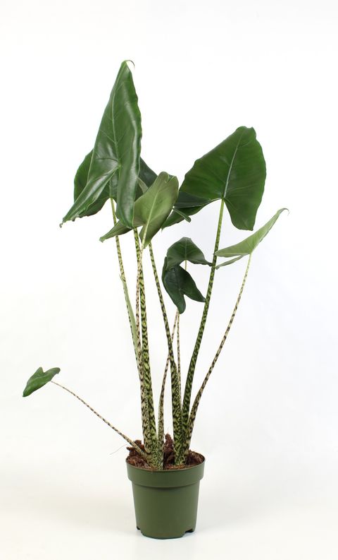 Alocasia zebrina