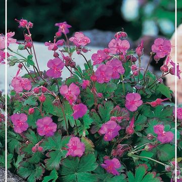 Geranium x cantabrigiense 'Karmina'