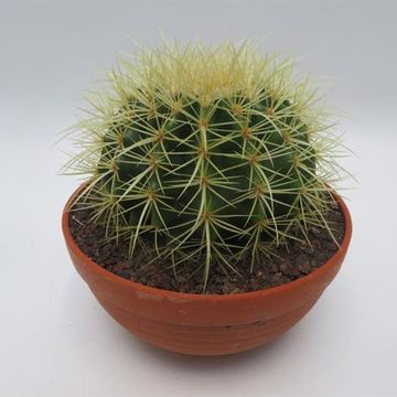 Echinocactus grusonii