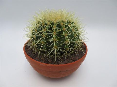 Echinocactus grusonii