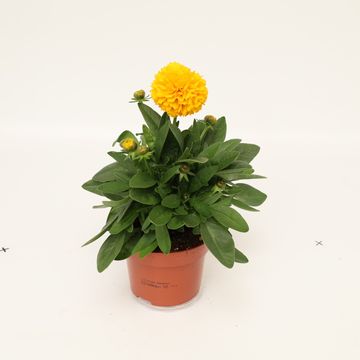 Coreopsis grandiflora SOLANNA GOLDEN SPHERE