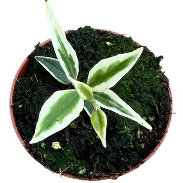 Hoya bella 'Albomarginata'
