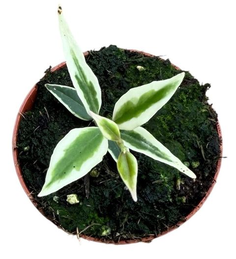 Hoya bella 'Albomarginata'