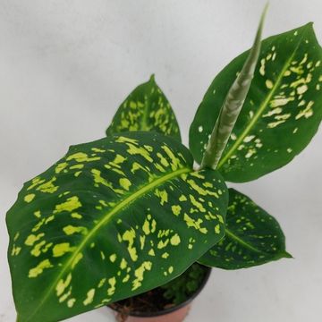 Dieffenbachia 'Reflector'