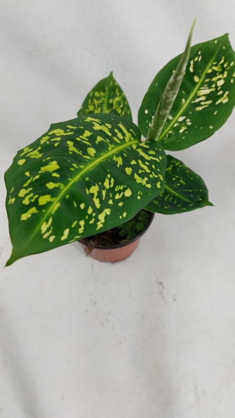 Dieffenbachia 'Reflector'