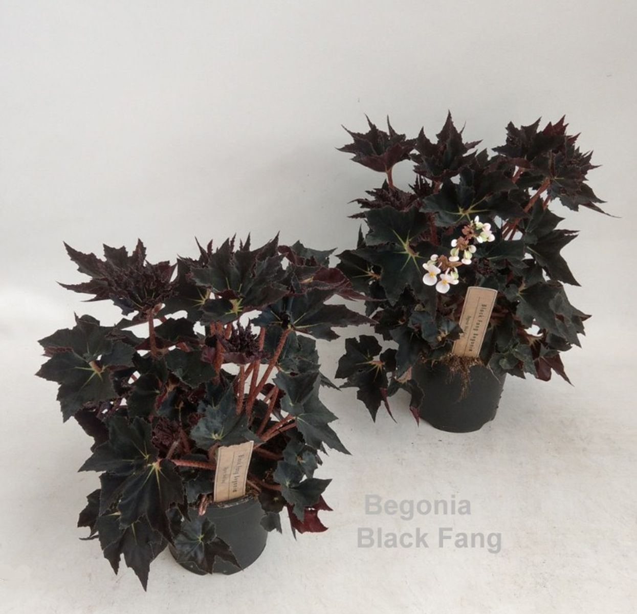 Begonia 'Black Fang' — Plant Wholesale FlorAccess