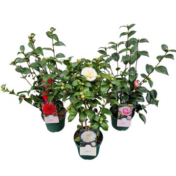 Camellia japonica MIX