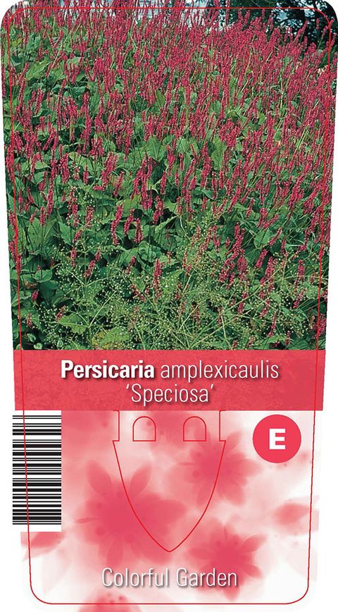 Persicaria amplexicaulis 'Speciosa'