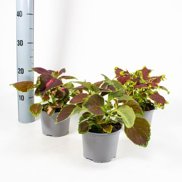 Coleus BLUMEI MIX