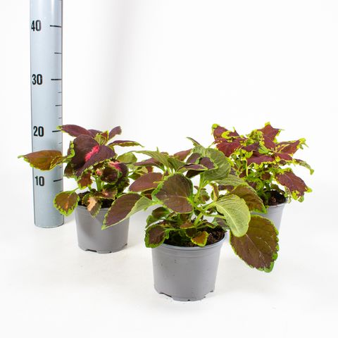 Coleus BLUMEI MIX