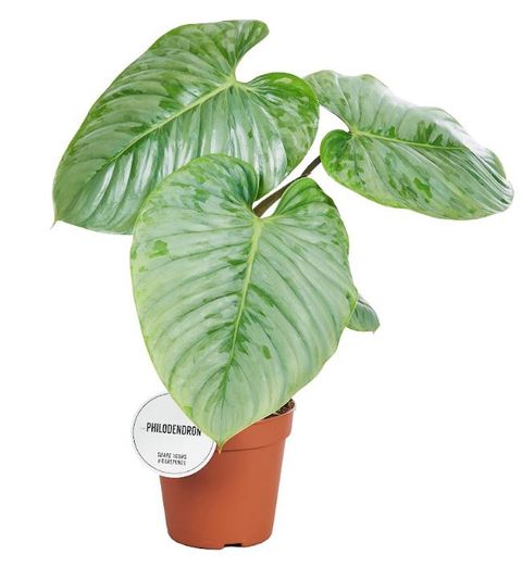 Philodendron sodiroi