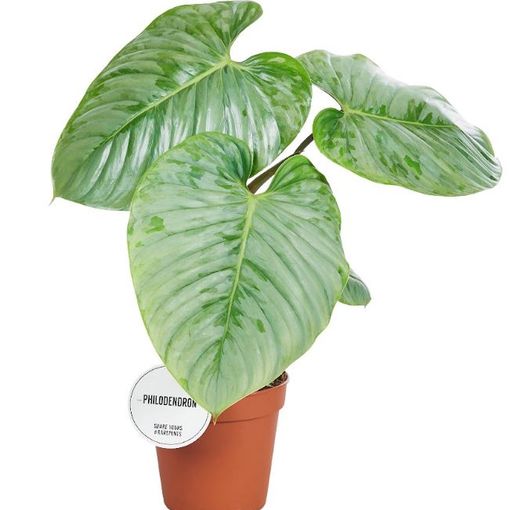 Philodendron sodiroi