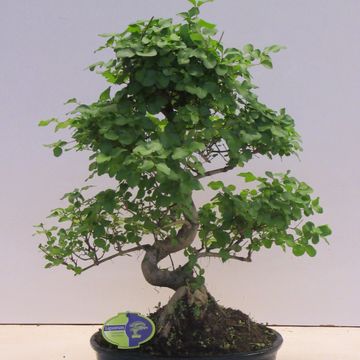 Ligustrum sinense