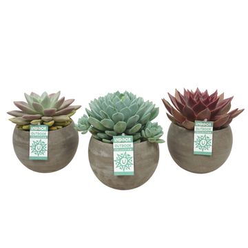 Echeveria MIX