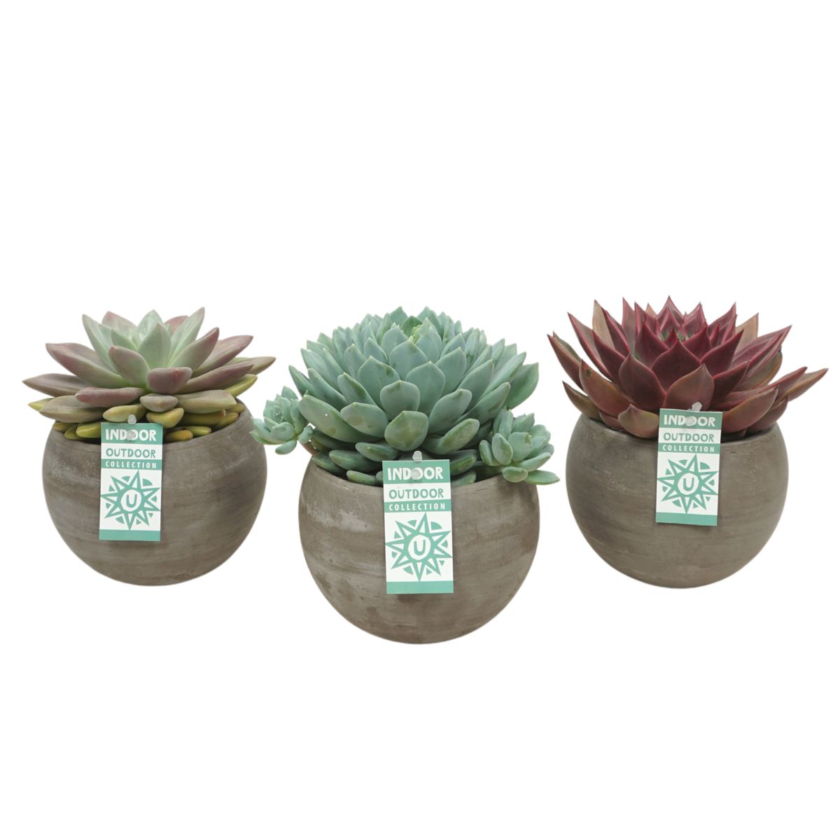 Echeveria MIX — Plant Wholesale FlorAccess