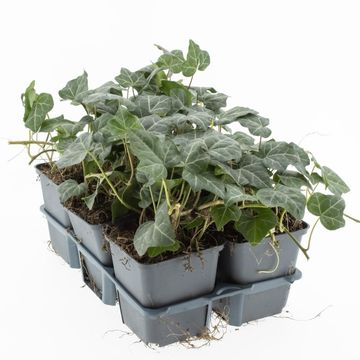 Hedera helix 'Woerner'