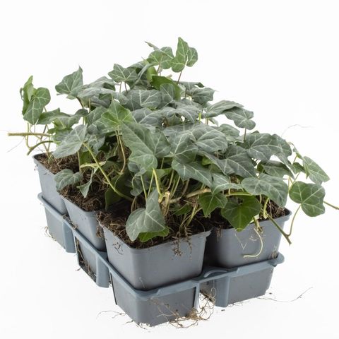 Hedera helix 'Woerner'