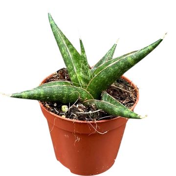 Sansevieria 'Prabu'