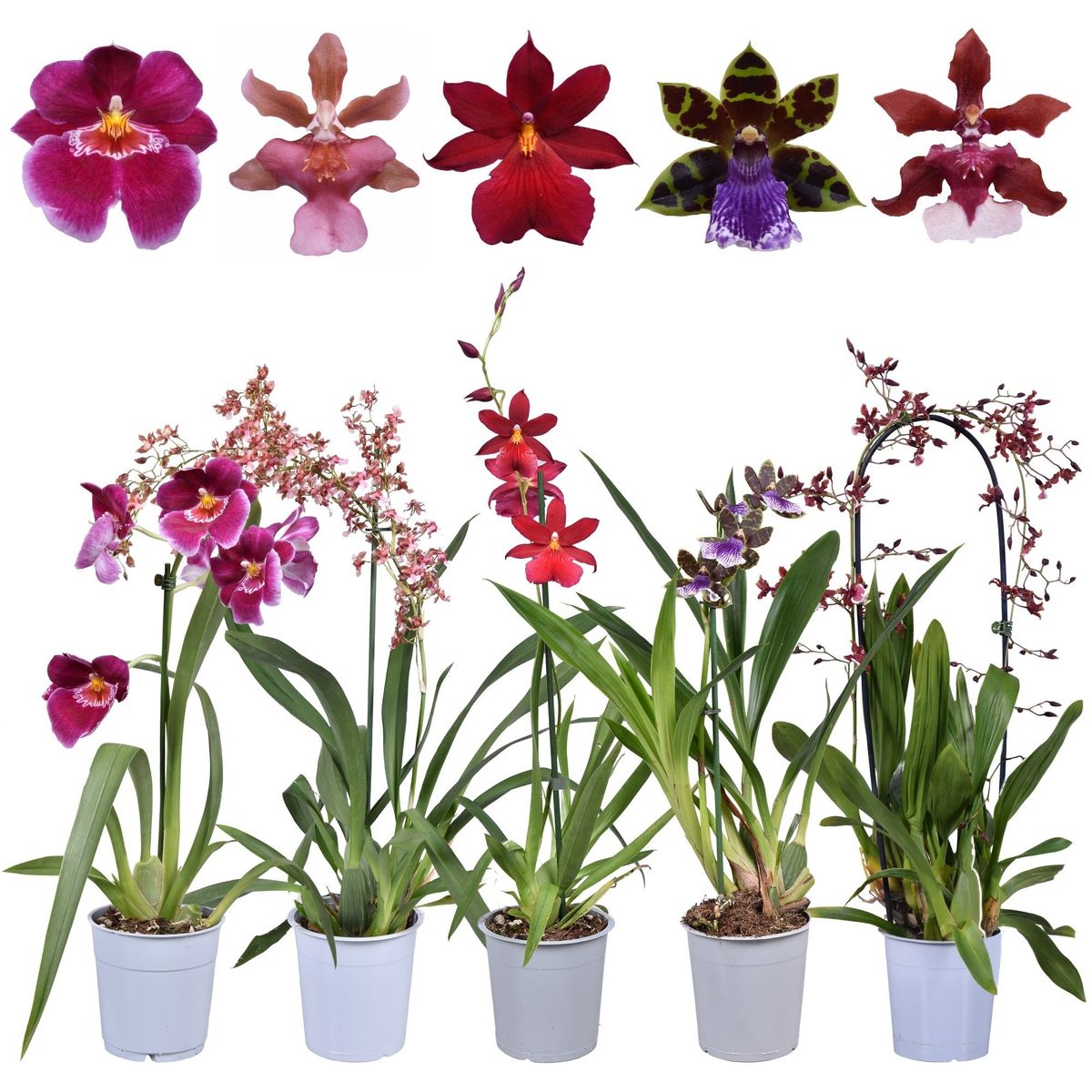 Orchid MIX — Plant Wholesale FlorAccess