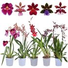 Orchid MIX