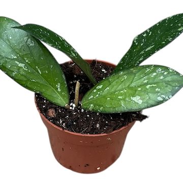 Hoya Sp Aceh Clone 8