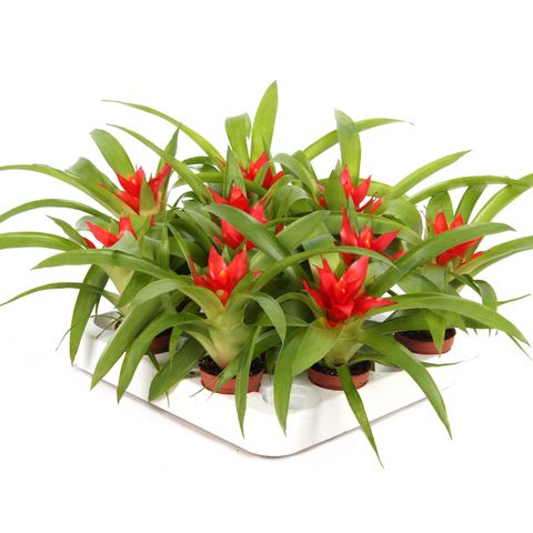 Guzmania 'Tempo'