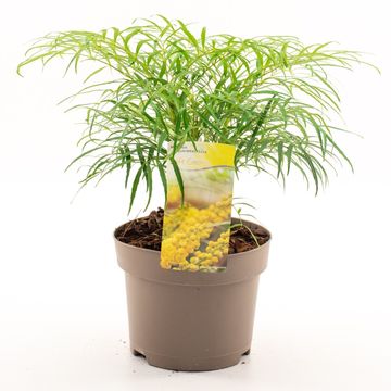 Mahonia eurybracteata 'Soft Caress'