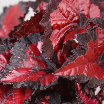 Begonia BELEAF INCA NIGHT