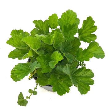 Geum 'Totally Tangerine'