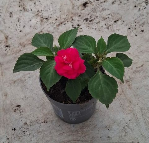Impatiens GLIMMER DOUBLE HOT PINK