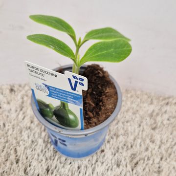 Cucurbita pepo 'Satellite'