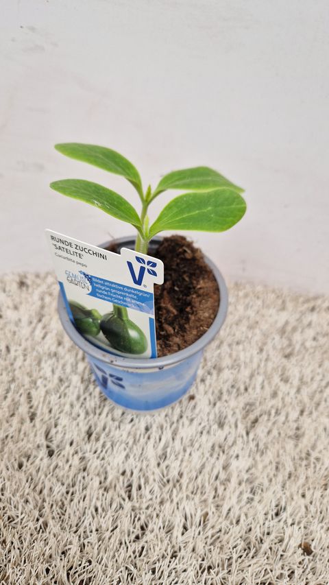 Cucurbita pepo 'Satellite'