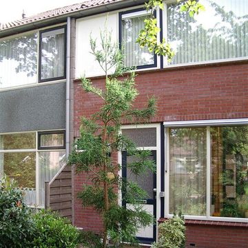 Cryptomeria japonica 'Rasen'