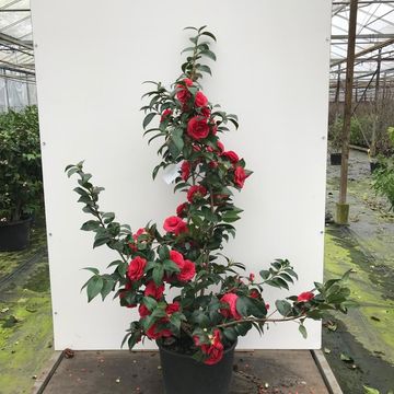 Camellia 'Black Lace'