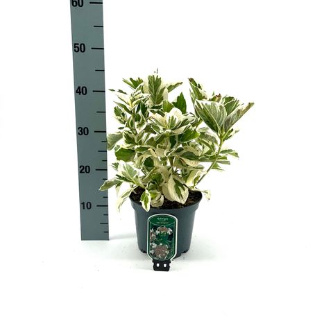 Hydrangea macrophylla 'Tricolor'