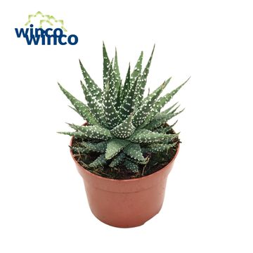 Haworthia margaritifera