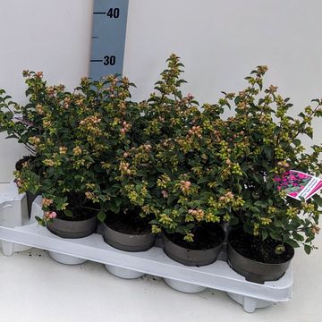 Symphoricarpos MAGICAL SWEET