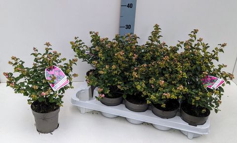 Symphoricarpos MAGICAL SWEET