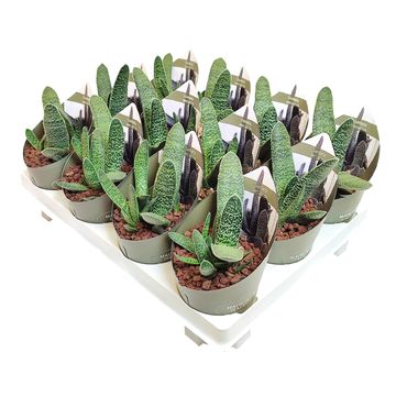 Gasteria carinata verrucosa